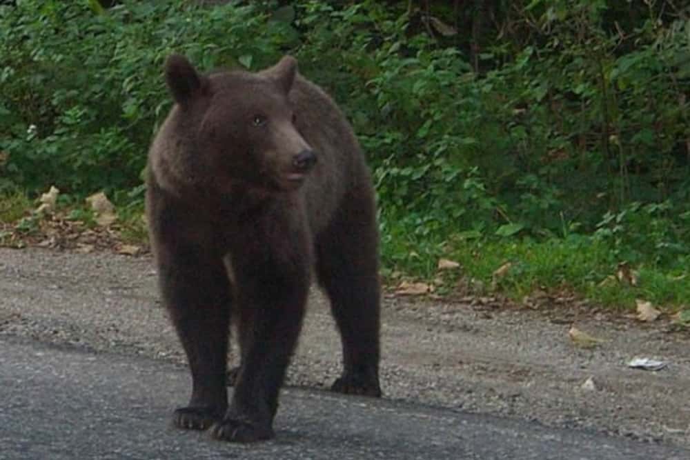 O ursoaică cu pui și-a făcut apariția pe o stradă din Câmpina